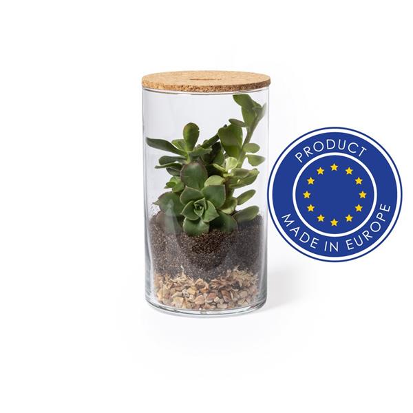 Szklane terrarium, nasiona kaktusa - V0917-00